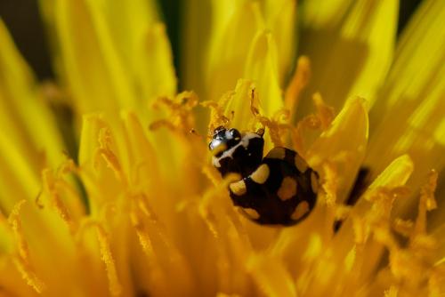 Réf. 323 532 : Coccinula quatuordecimpustulata